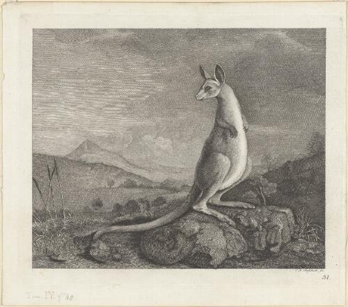 [An animal found on the coast of New Holland called kangaroo] [picture] / G.B. Glassbach sc
