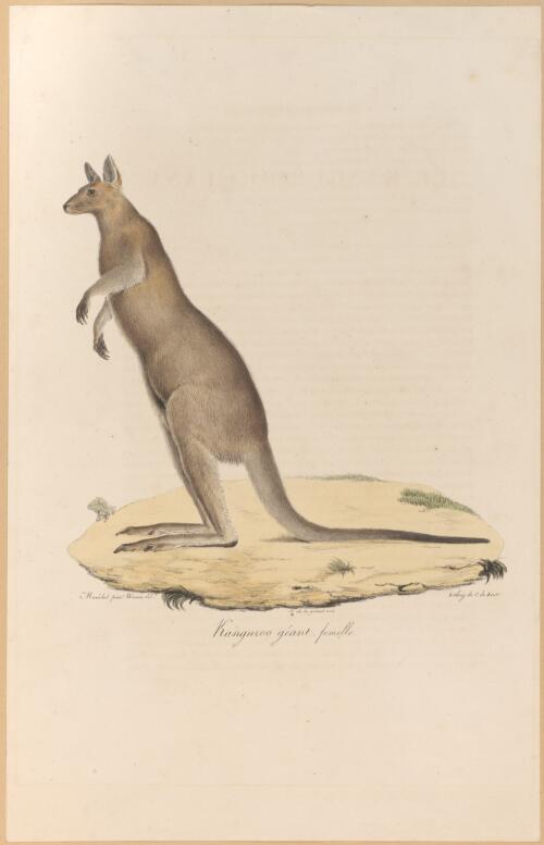 Kanguroo [i.e. kangaroo] geant, femelle [picture] / Marechal pinxt.; Werner del.; lithog. de C. de Last