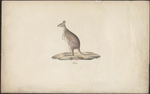 [Kangaroo] [picture] / Werner pinxt et lith