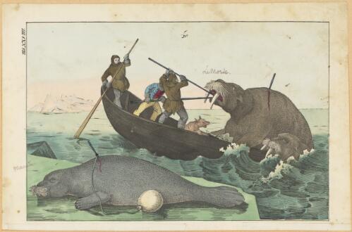 [Sea lions attacking a boat] / [picture]