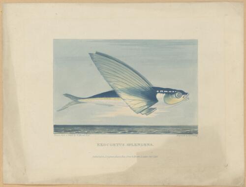 Exocoetus splendens [picture] / drawn from a sketch by W. Havell; engraved by T. Fielding