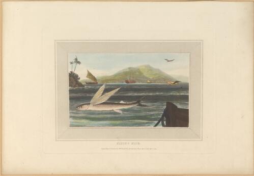 Flying fish [picture] / designed [and] engraved by Willm. Daniell