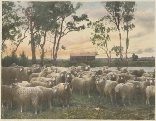 Sheep sqatting, Australia [picture] / Phillip-Stephan Photo-Litho. & Typographic Process Co