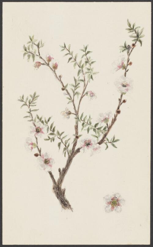 [Tea tree blossom] [picture]