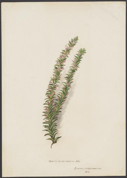 Epacris purpurescens, N.Z. [picture]