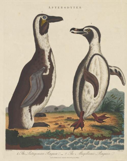 The Patagonian penguin [and] the Magellanic penguin [picture] / Edwards delin.; J. Pass sculp