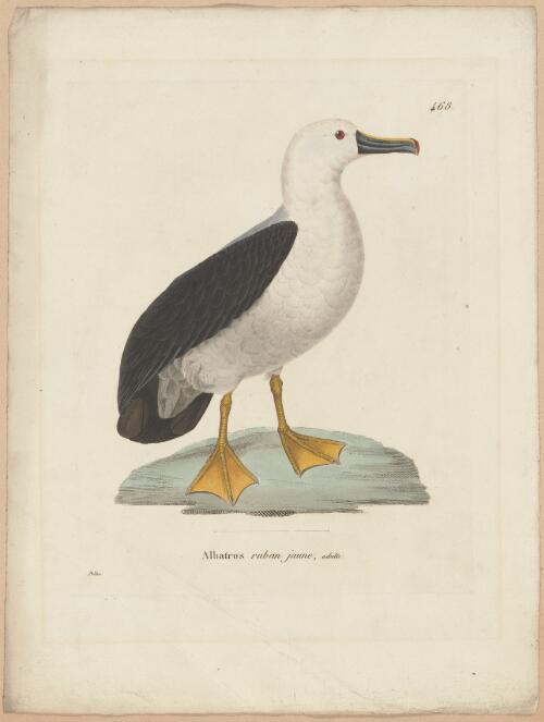 Albatross ruban jaune, adulte [picture] / Pretre