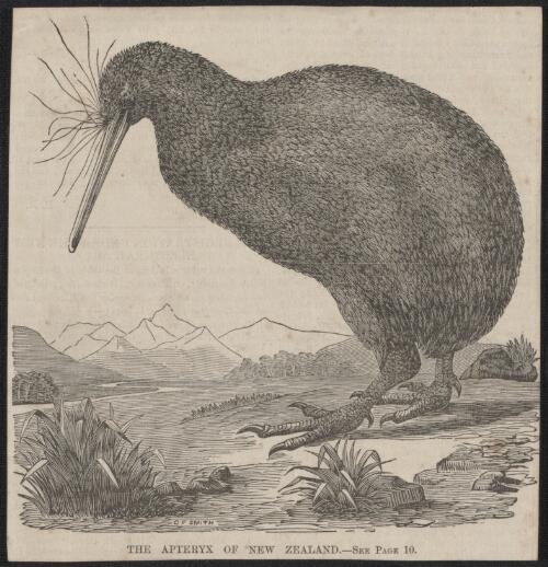 The apteryx of New Zealand [picture] / C.F. Smith