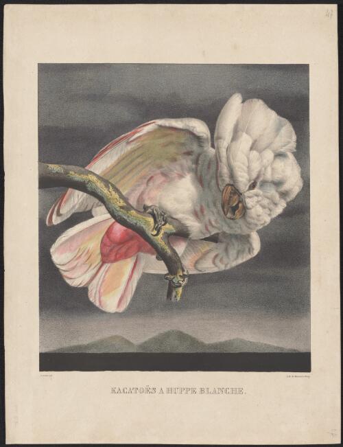 Kakatoes a huppe blanche [picture] / Werner del.; lith. de Benard et Frey