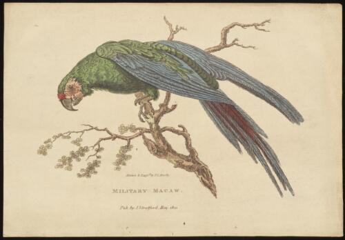 Military macaw [picture] / drawn & engrd. by T.L. Busby