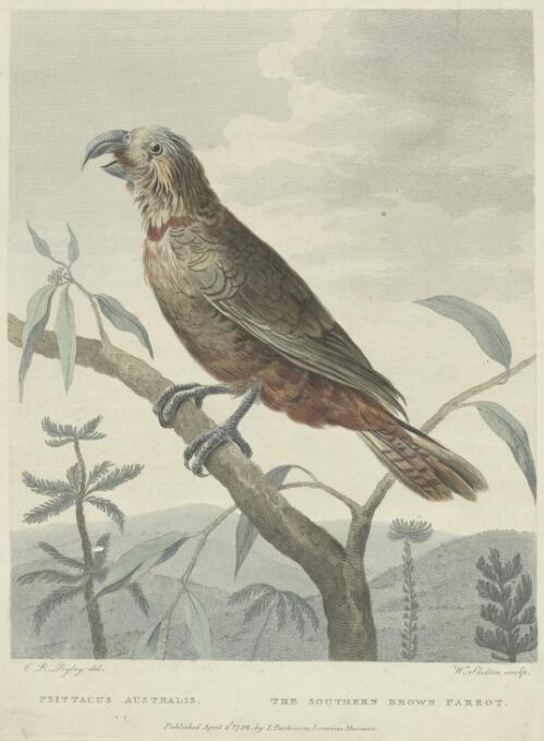 Psittacus australis, the southern brown parrot [picture] / C.R. Ryley del.; W. Skelton sculp