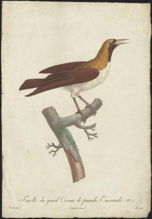 Femelle du grand oiseau de paradis emeraude no. 2 [picture] / Barraband pinxt.; Peree sculpt