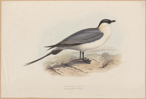 Parasitic gull (Lestris parasiticus Ill. Temm.) [picture] / drawn from life and on stone by J. & E. Gould