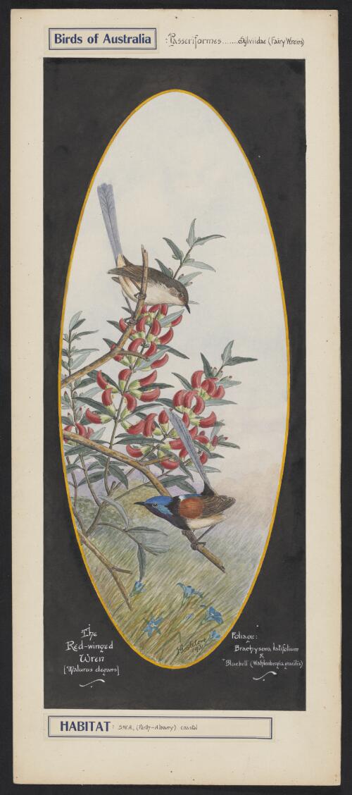 The red-winged wren (Malurus elegans), south Western Australia, 1931 [picture] / E. Gostelow
