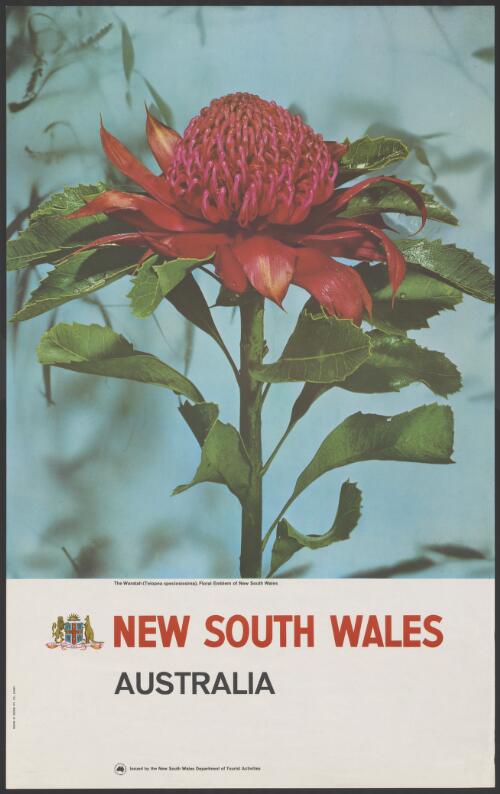 Waratah (telopea) speciosissima), floral emblem of New South Wales [picture] / New South Wales Department of Tourism