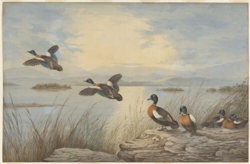 Teal ducks in flight, 1888 [picture] / Neville Cayley