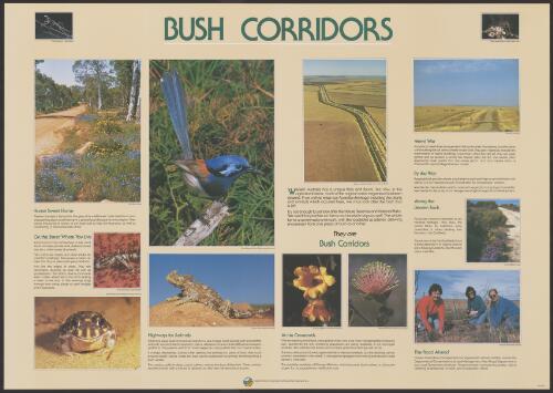 Bush corridors [picture]