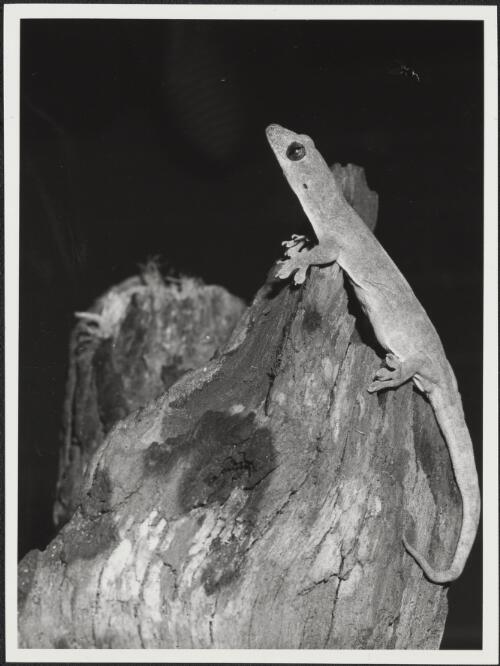 Variegated gecko, Gehyra Australis (Gray, 1845) found mainly in northern Australia, 1965 / photographer H. Frauca for the Australian News and Information Bureau