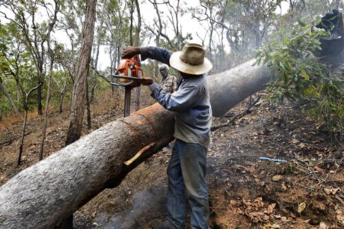 Lesley Walker cutting into a Bloodwood tree to retrieve honey, Thompson Creek, Bloomfield, Queensland, October 2014 / Darren Clark
