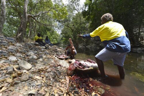 Butchering a sea turtle on the banks of Thompson Creek, Bloomfield, Queensland, October 2014 / Darren Clark
