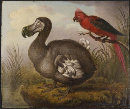 Dodo and red parakeet [picture] / [William Hodges]