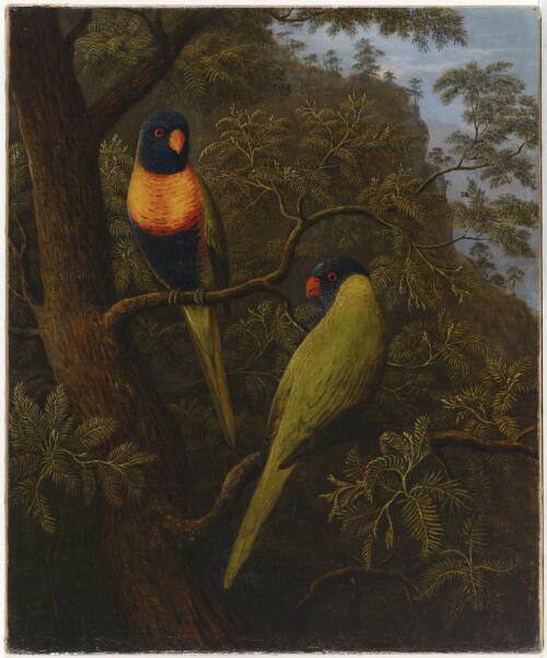 Blue Mountain parrots from Sydney [picture] / John Glover