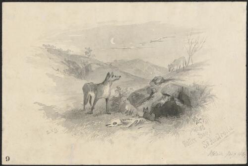 Native dogs, So. [i.e South] Australia, Adelaide, Jany 1849 [picture] / S.T.G