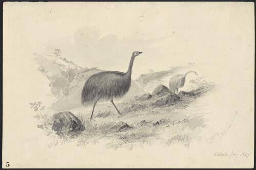 Emu, So. [i.e South] Australia, Adelaide, Jany 1849 [picture] / S.T.G