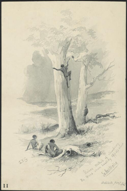Native method of climbing the trees when hunting oppossums [i.e. opossums], So. [i.e. South] Australia, Adelaide, Jany 1849 [picture] / S.T.G