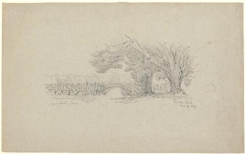 Camden Park, young shoots on vine, Nov. 3, 1871 [picture] / [Conrad Martens]