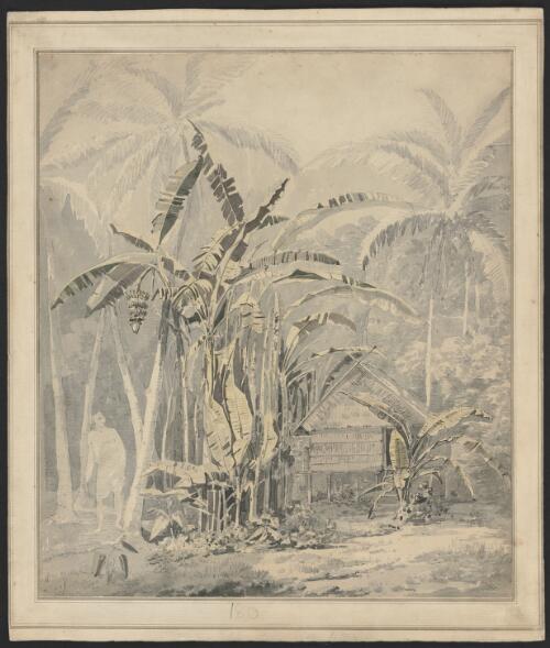 Plantain tree, in the island of Cracatoa [i.e. Krakatoa] [picture] / by Webber