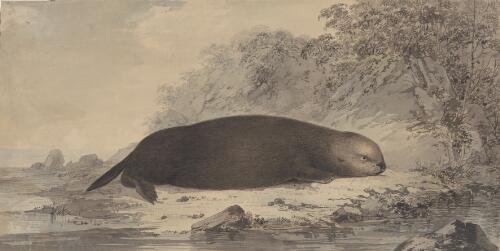 Sea otter [picture] / [John Webber]