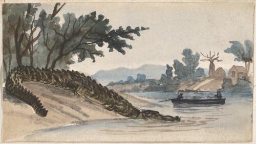 Alligator on the mud, Victoria River, June 1856 [picture] / [Thomas Baines]