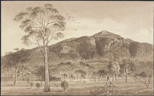 Forest ranges, Mount Lanjirum [i.e. Langi Ghiran] [picture] / D.E. Cooper