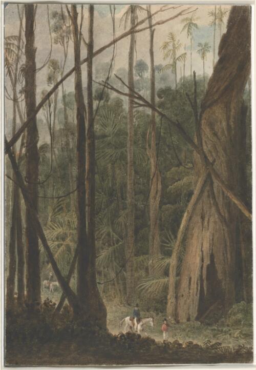 Cabbage tree forest, Ilawarra [i.e. Illawarra], New South Wales [picture] / [Augustus Earle]