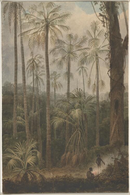 [Cabbage tree forest, Illawarra, New South Wales] [picture] / [Augustus Earle]