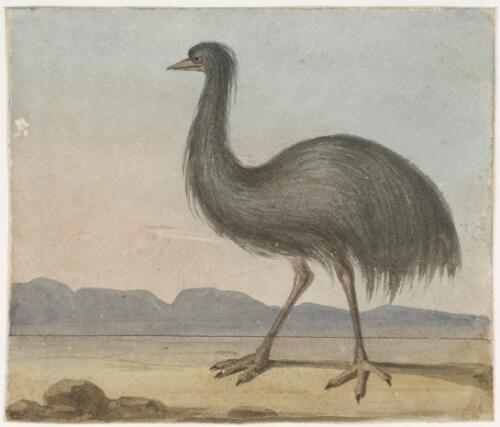 Emu, New South Wales, 1827 [picture] / [Augustus Earle]