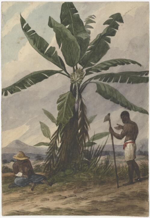 The banana, Brazils [picture] / [Augustus Earle]