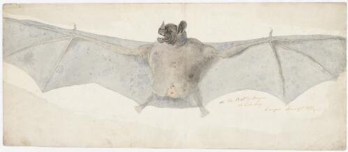 The bat of Brazils, 26 inches long, Campos, March 17th 1822 [picture] / [Augustus Earle]
