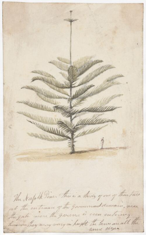 The Norfolk pine, N.S. Wales [picture] / [Augustus Earle]