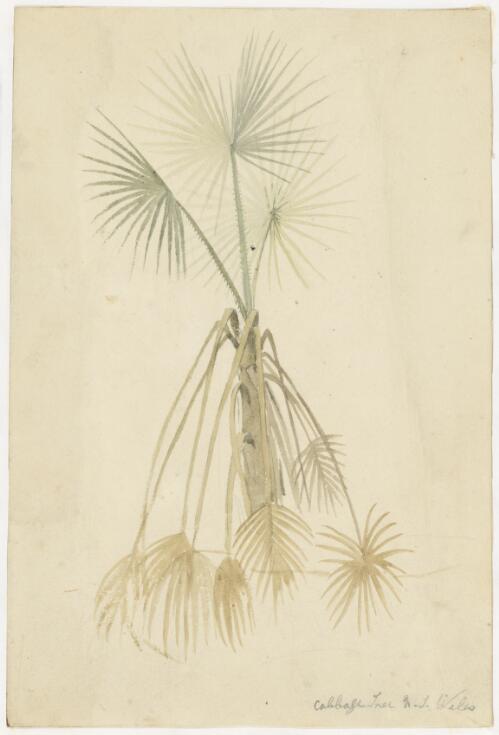 The cabbage tree New South Wales [picture] / [Augustus Earle]