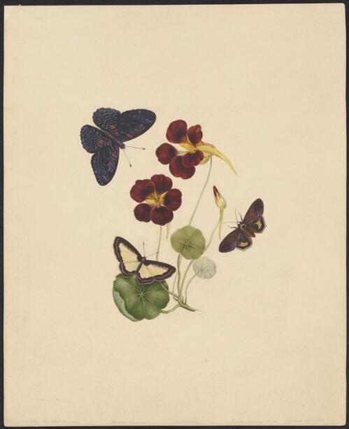 [Nasturtium and butterflies], Sept. 5, 1839 [picture] / G.F. Angas