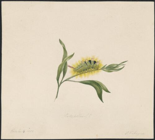 Caterpillar of ?, October 4, 1838 [picture] / G.F. Angas