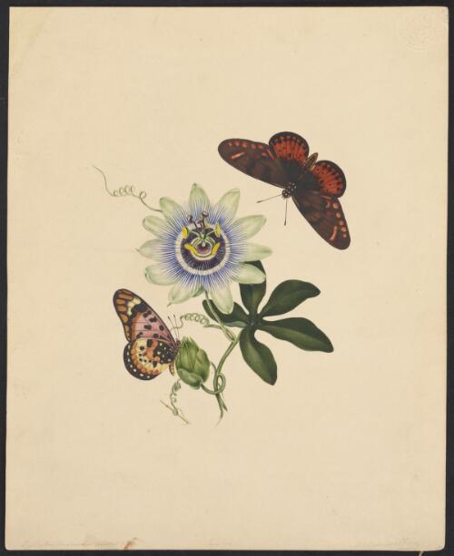 Passiflora, Sept. 5th 1839 [picture] / G.F. Angas