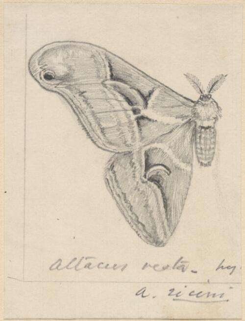 [Drawing of one wing and body of a butterfly] / [picture] / [George French Angas]