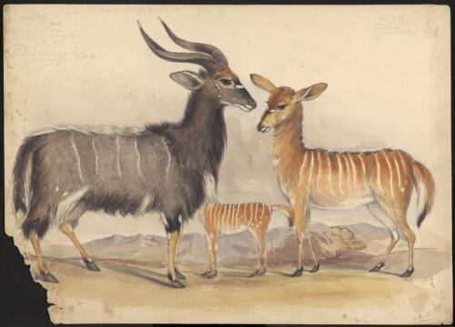 New antilope [i.e. antelope] from St. Lucia Bay [picture] / G.F.A