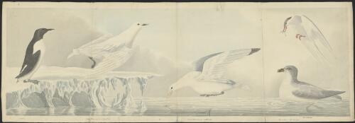 Lumme, Larus eburneus, Phipps or ivory gull, Larus rissa or kittiwake, Fulmar petrel or mallmucke, [and] Sea swallow [picture] / F.W. Beechey