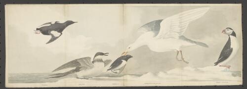 The Dovekie, Arctic gull, the Roach, Glaucous gull or burgermeister [and] puffin or sea parrot [picture] / F. Beechey delin