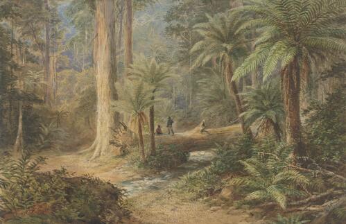 Fern trees, Victoria [picture] / N. Chevalier
