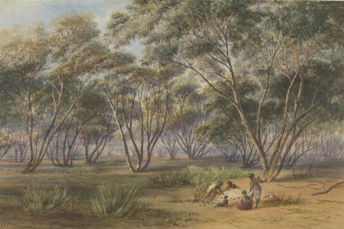 [Mallee scrub, Murray River, N.S.W.] [picture] / N. Chevalier